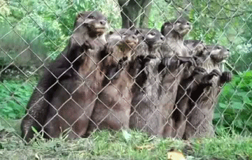 Гифки с разными зверушками гифки, животные, звери