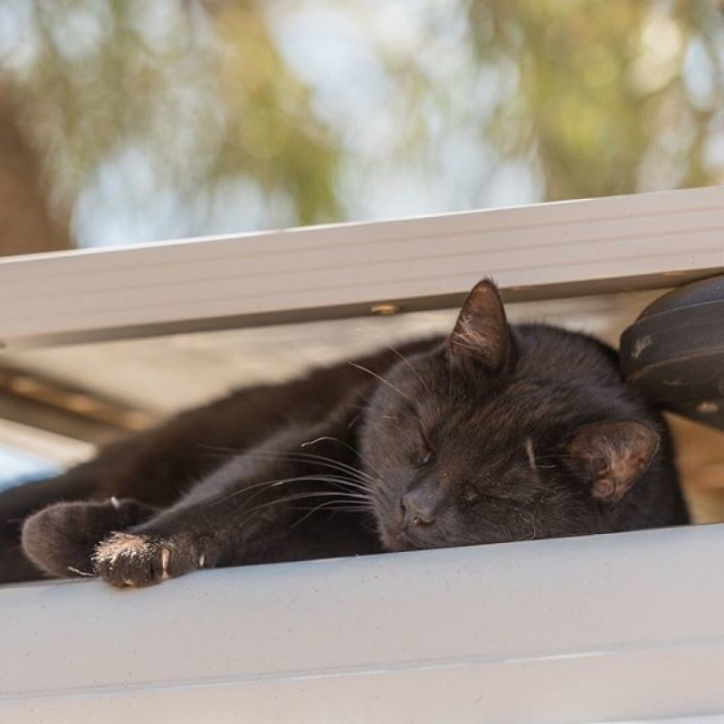 Парень уже три года путешествует по Австралии со своей кошкой австралия, дом на колесах. кемпер, изменить жизнь, кошка, кошка в машине, питомец, путешественник, фото кошек