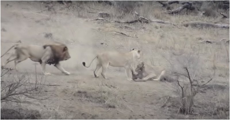 Царь зверей решил показать львицам, кто в доме хозяин, но облажался