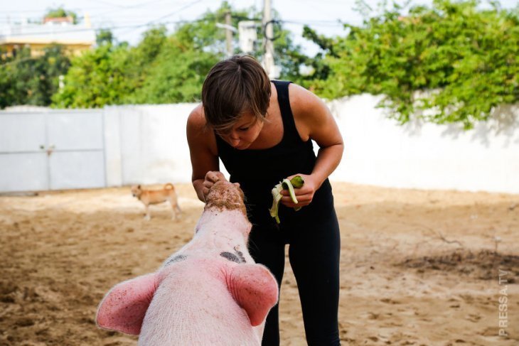 Женщина спасла маленькую свинку и вот, что из нее выросло домашний питомец, живность, животное, свинка, спасение