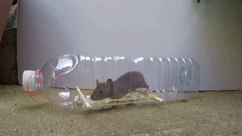 Мышеловка из бутылки для воды животные, из бутылки, мышеловка, своими руками