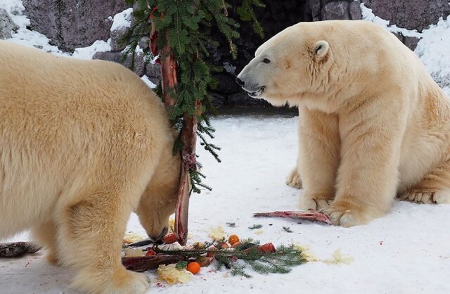 Новогодняя ёлка для полярных мишек в Красноярском зоопарке зоопарк, красноярск, полярные медведи, ёлка