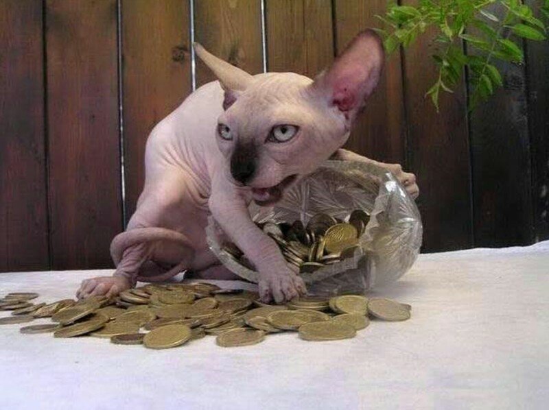 Котейка рубль бережет деньги, коты, охранник