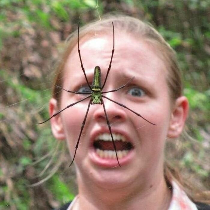 Приколы с пауками фото