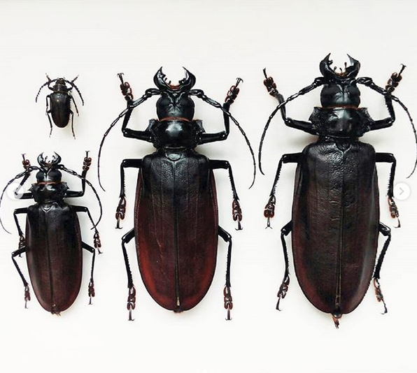 Несколько самых большие насекомые на Земле жук, природа, фото