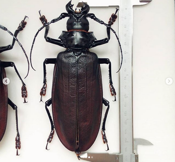 Несколько самых большие насекомые на Земле жук, природа, фото