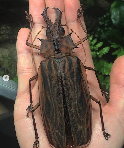 Бразильский дровосек-большезуб жук, природа, фото