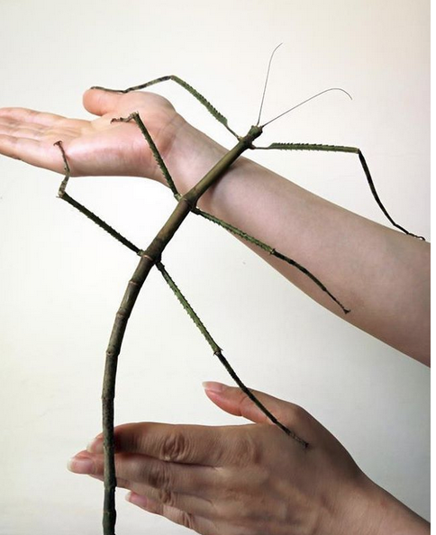 Палочник Phryganistria chinensis Zhao жук, природа, фото