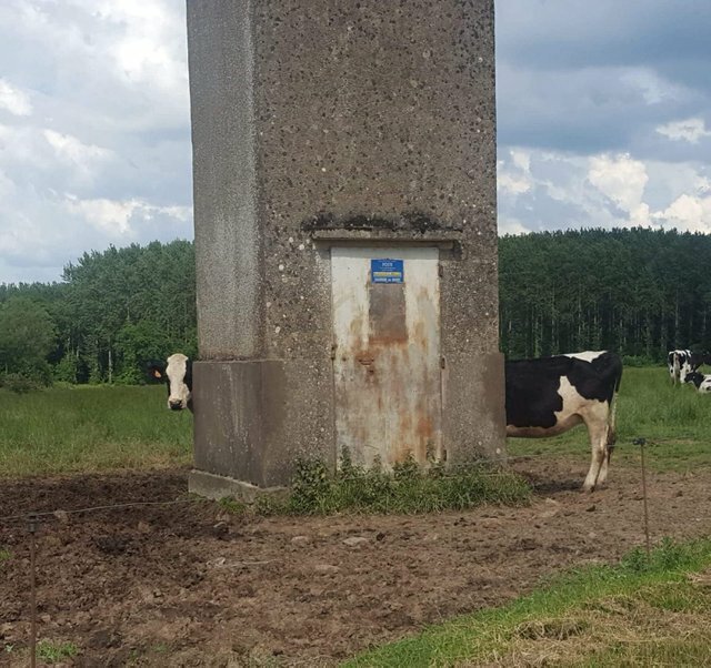 11. Коровы во Франции в этом году ели много травы показалось, прикол, смешно, фото