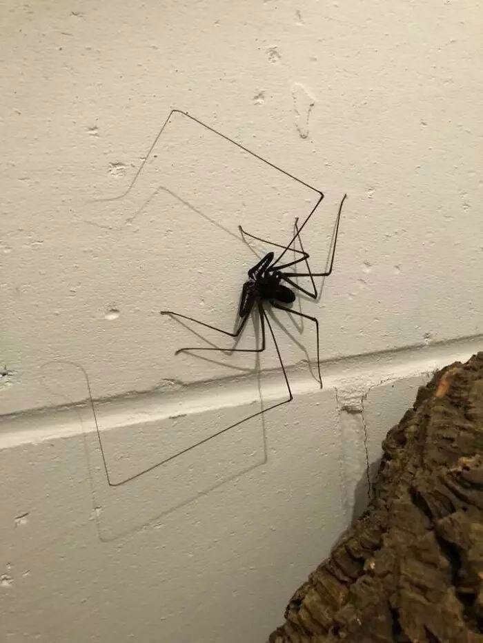 Маленькие черные пауки в доме фото