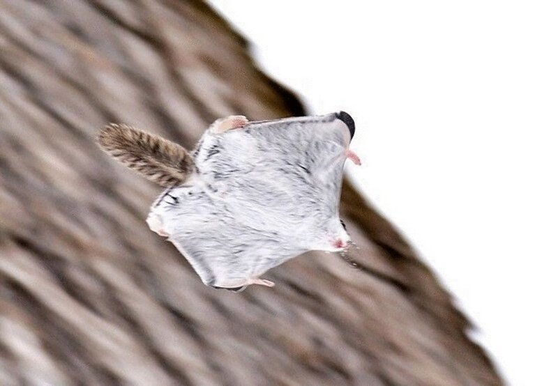 12 доказательств того, что белка-летяга — самый милый зверек на свете животные, прекрасное, фотографии