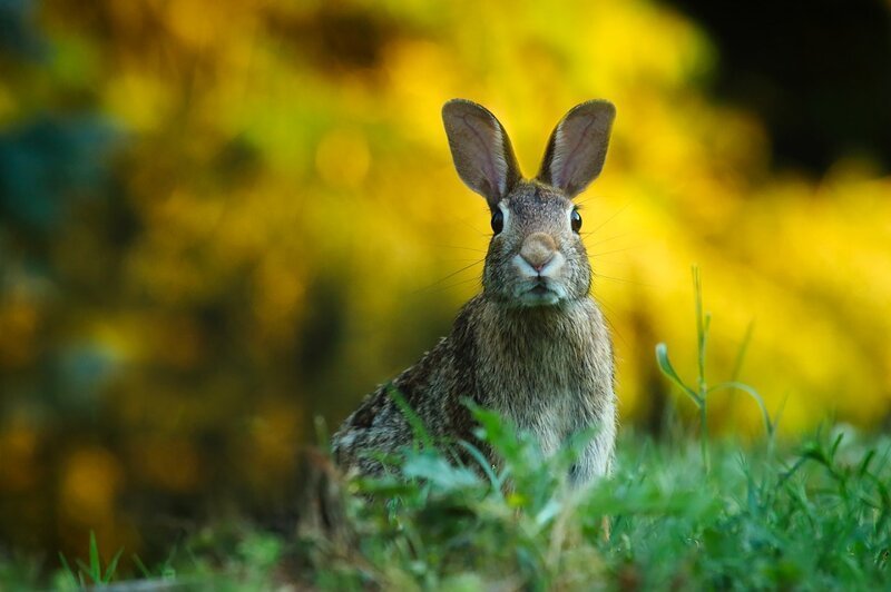 Причины патологической линьки кроликов болезни животных, домашние животные, животные, заяц, кролики, природа