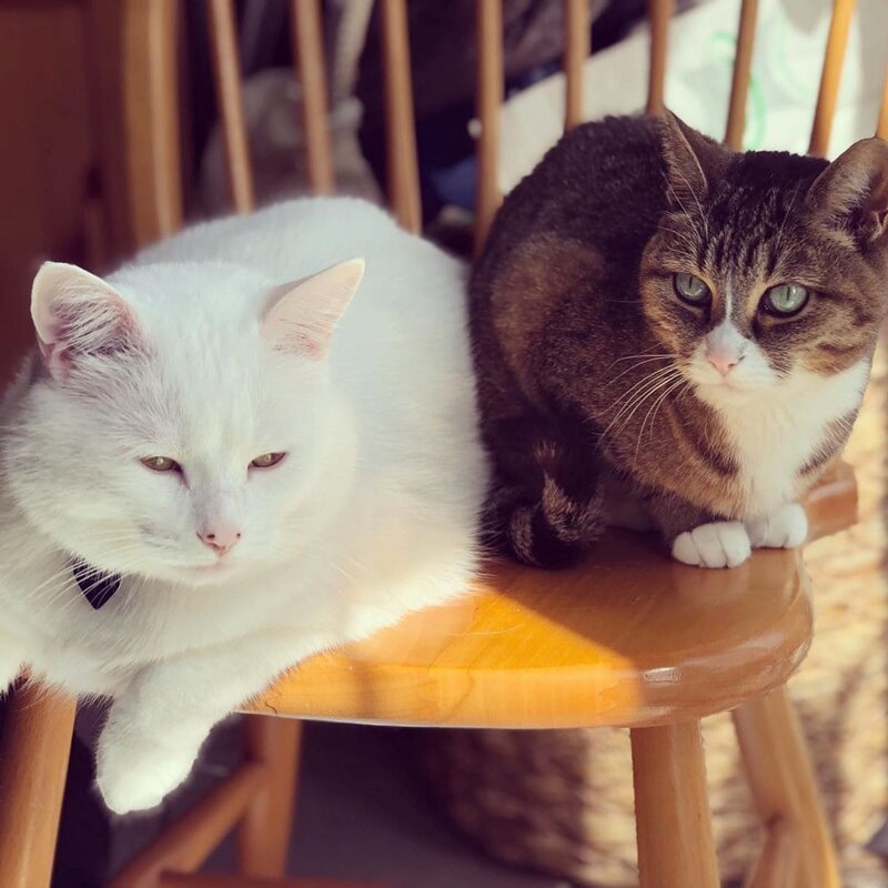 Смадж не единственый кот в доме Instagram, белый кот, животные, знаменитость, кот, мем, юмор