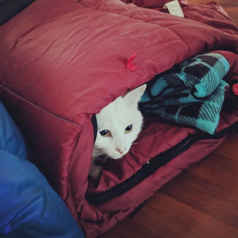 Кошачья шаверма Instagram, белый кот, животные, знаменитость, кот, мем, юмор