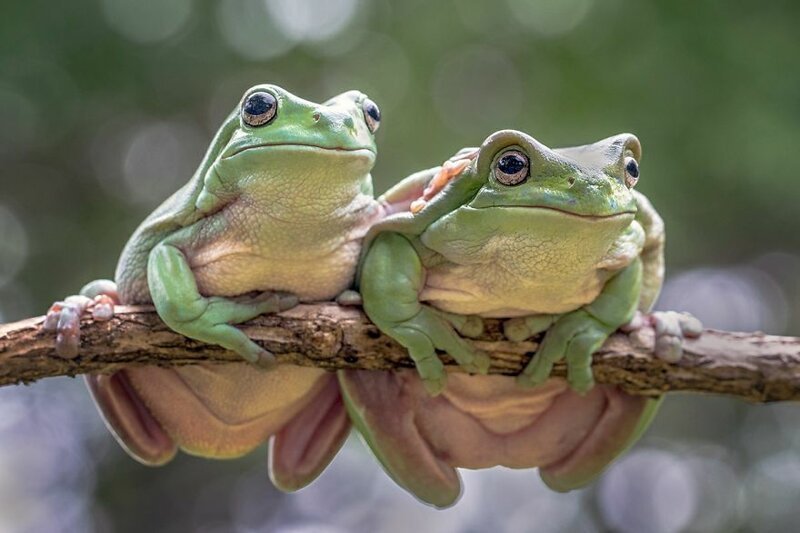 4. Пара любопытных жаб Любовь, в мире, конкурс, люди, отношение, фото, фотография