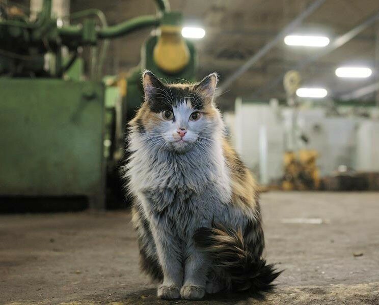 Коты-заводчане заводы, интересное, коты, фотографии