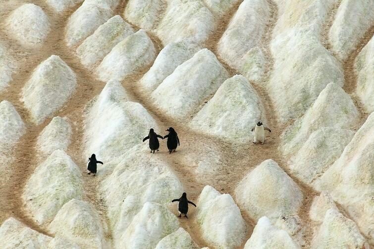 Тропы, протоптанные пингвинами на айсберге 