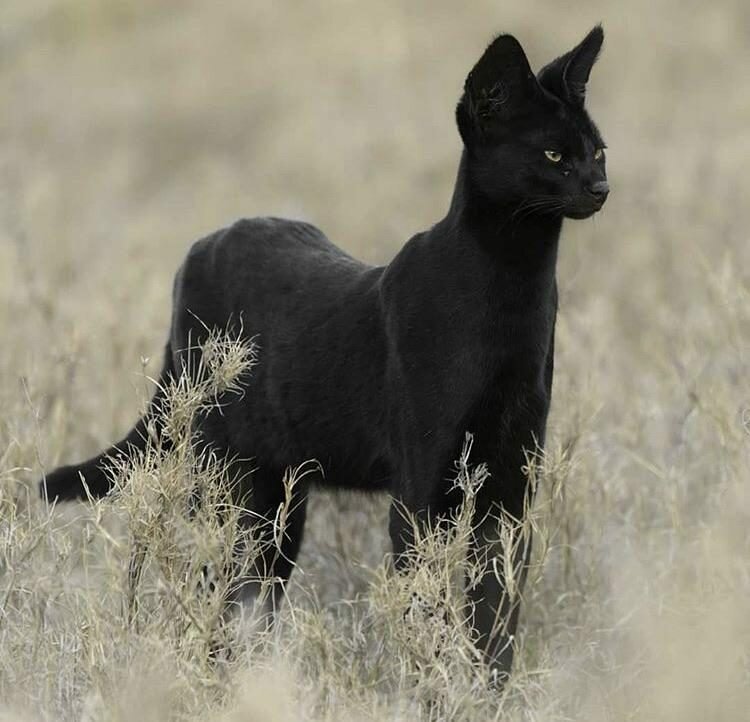 Это чёрный сервал, одна из самых красивых диких кошек 