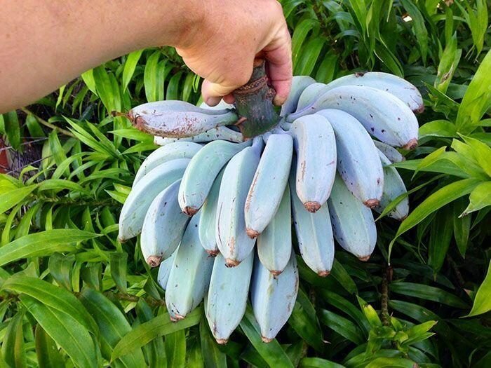 Бананы сорта «Голубая Ява». Говорят, что их консистенция напоминает мороженое, а на вкус они похожи на ваниль 