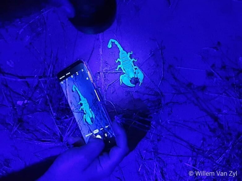 Как обнаружить скорпиона в ночи? Посветить ультрафиолетовой лампой! 