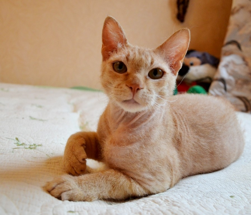 Котов с типом шерсти браш используют только для разведения, ибо котята от них получаются лысыми.