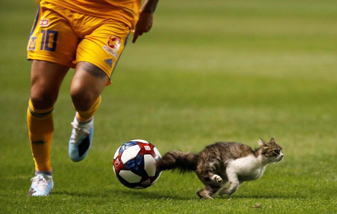 Выбежавший на поле кот нарушает футбольный матч на стадионе Рио Тинто в Солт-Лейк-Сити, США