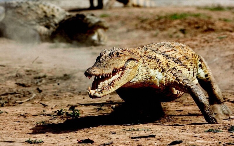С какой скоростью крокодил может двигаться на суше и воде?