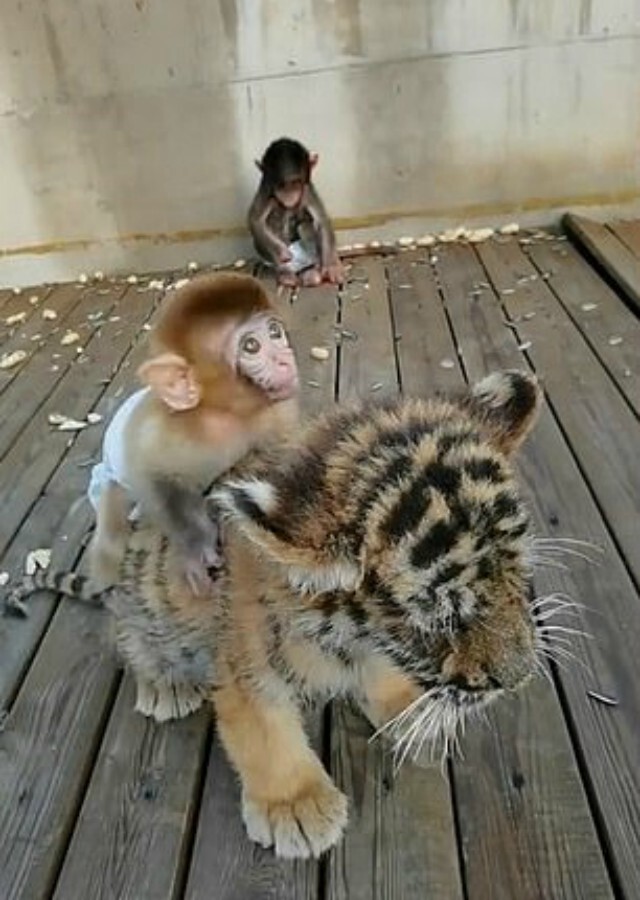 Милота: малыш обезьяны катается верхом на тигренке