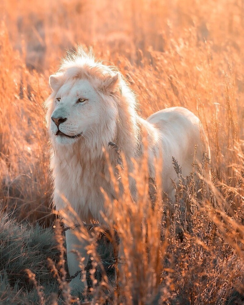 Красивое Фото Льва