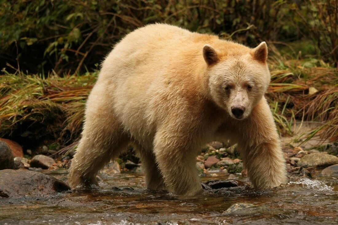 Кермодский медведь фото