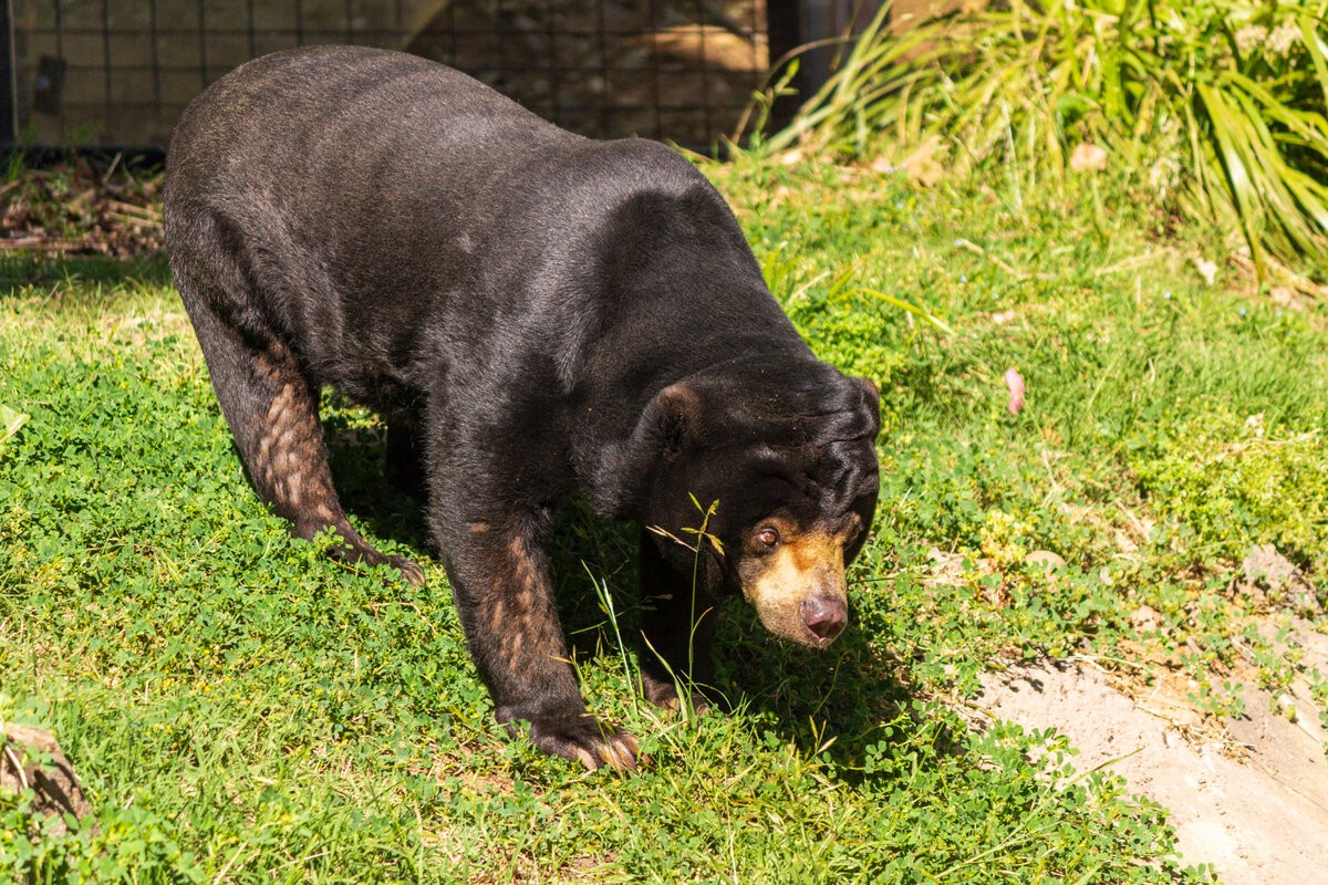 Малазийский медведь фото