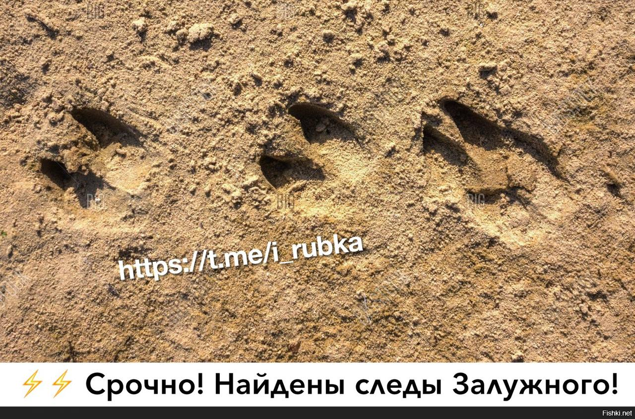 Следы лося картинки