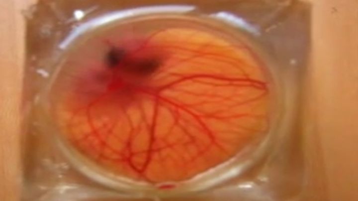 Прозрачная скорлупа показала, как растет эмбрион