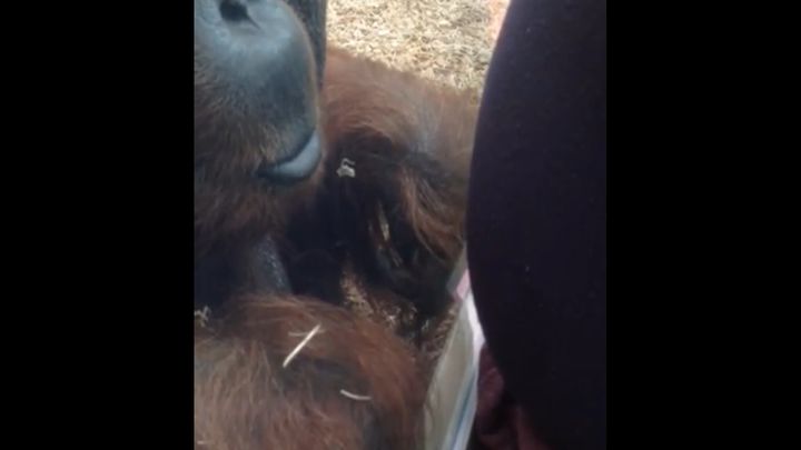 Орангутанг поцеловал живот беременной девушки