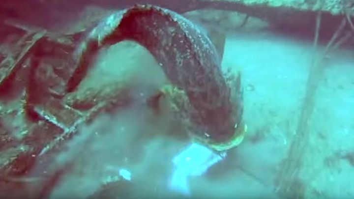 Подводный охотник злится как черт, когда гигантский групер в очередной раз ворует его добычу  