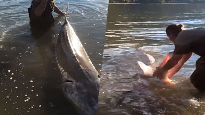 Как выглядит мечта рыбака: в Канаде поймали гигантского 340-килограммового осетра