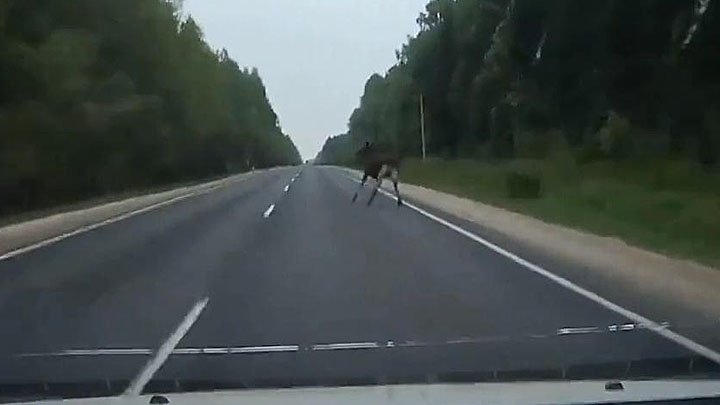 Скорость лося км ч