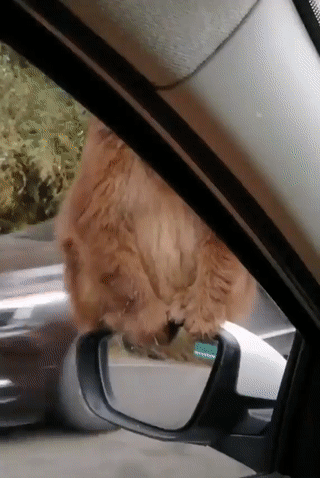 Подборка автомобильных гифок