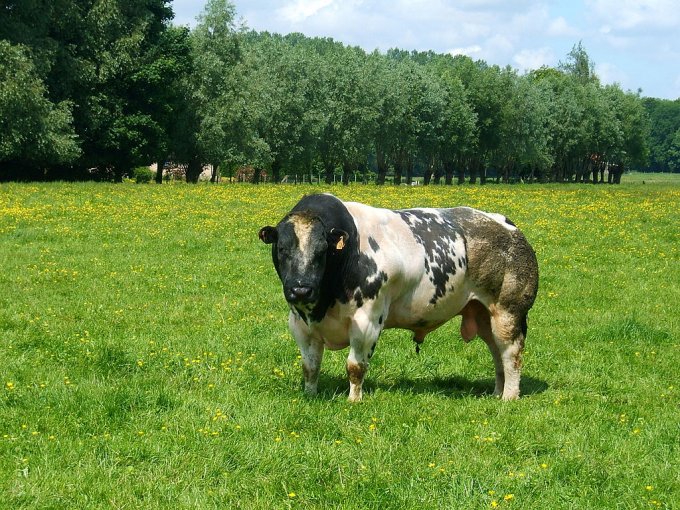 Жуткие коровы-мутанты: вот какое мясо лежит на прилавках магазинов