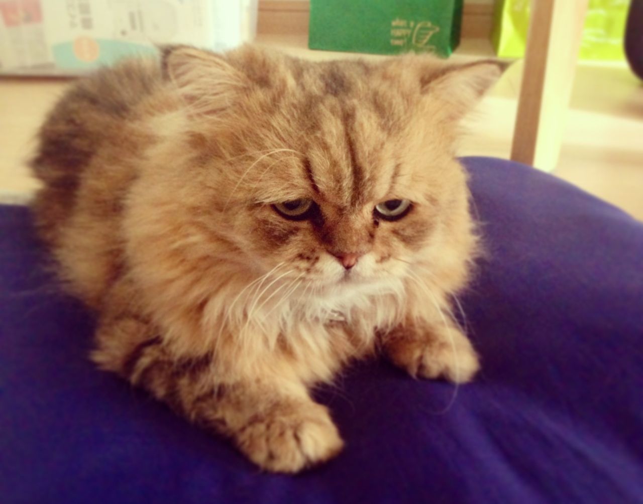 Самый грустный кот в мире
