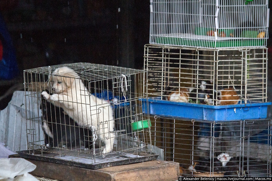 Птичий рынок в москве собаки цена