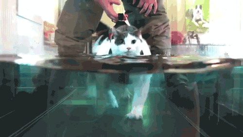 Гифки. Часть 54