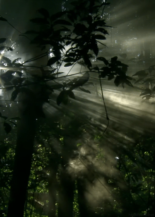 Дождь в лесу. Анимированный лес. Гифки природа. Лес в тумане. Дождь живая природа