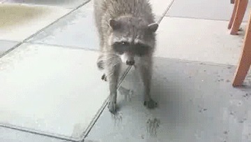 Енот и коты