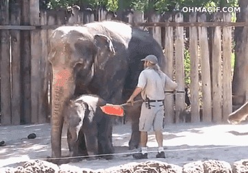 Очень самостоятельный слоник 