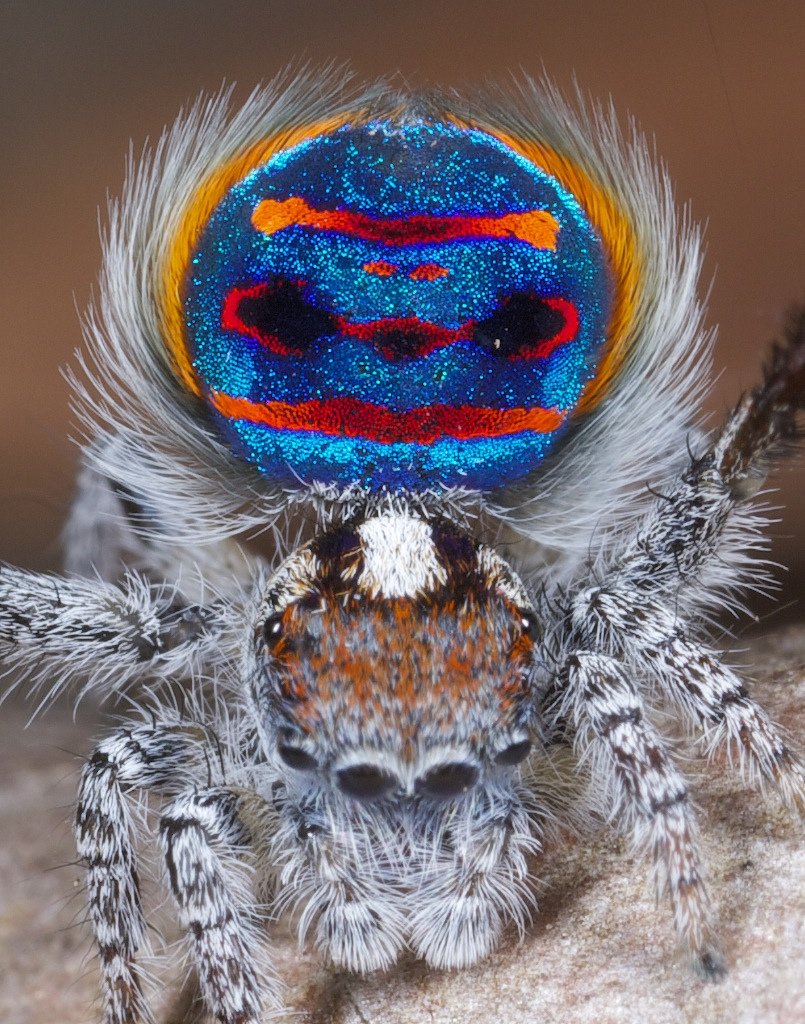 Павлиний паук - Maratus speciosus
