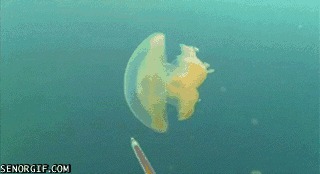 Отслеживание движений медузы в зеленом красителе