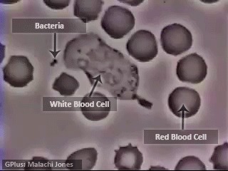 Белые кровяные тельца гоняются и захватывают бактерии