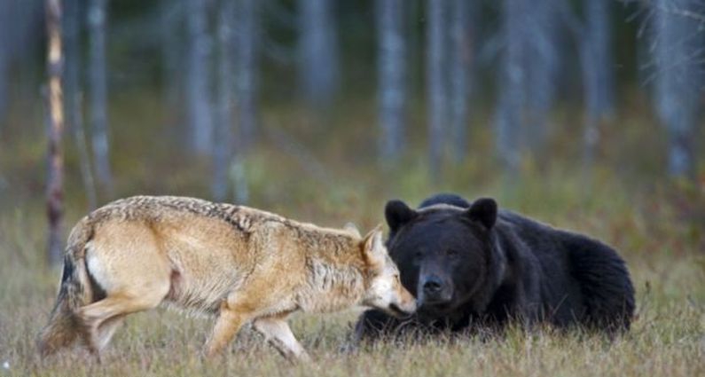 Крепкая дружба волчицы и бурого медведя