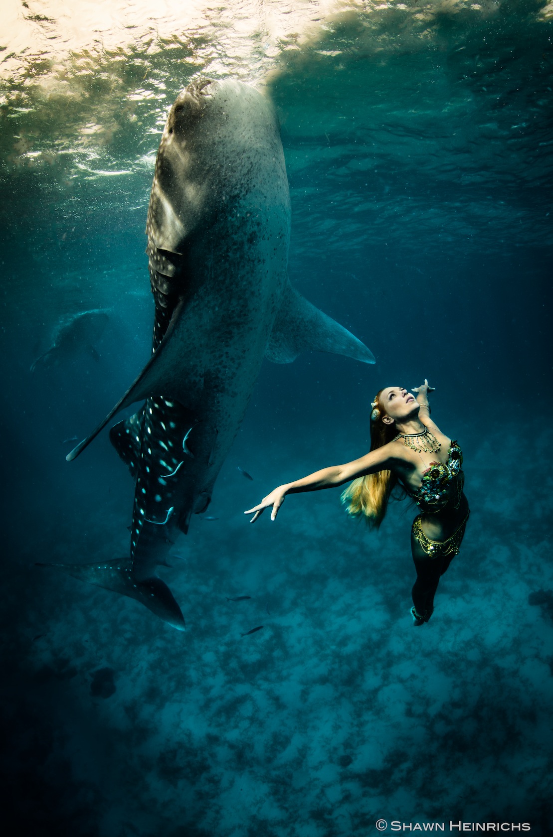 К чему снятся акулы в воде женщине. Ханна Фрейзер Русалка. Акула в океане. Девушка с акулами под водой. Подводный мир акулы.